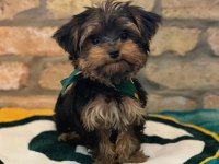 Yorkshire terrier yavrularımız