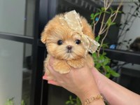 Baldan Tatli Maltipoo Bebeklerimiz