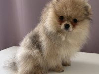 Pomeranian boo köpeklerimiz