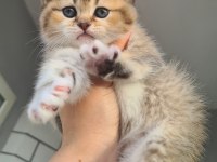 British shorthair kedilerim