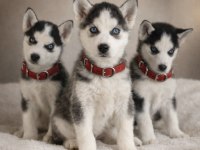 Irk Garantili Husky Yavrularımız