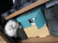 Nadir bulunan renk scottish fold