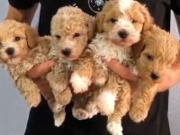 EN TATLİ MALTİPOO BEBEKLER