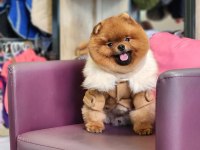 Pomeranian Türkiyenin en iyisi yetişkin hemde!