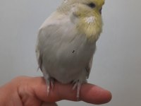 SHOW JUMBO MUHABBET KUŞU ERKEK