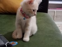2 aylık british kedi Kuru mama yiyor tuvalet eğitimi var