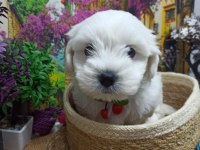 A KALİTE Maltese Terrier YAVRULAR