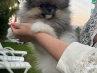 Pomeranian Boo Erkek Tea Cup