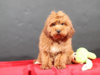 14 Şubat Doğumlu Maltipoo Oğlumuz
