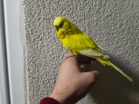 Acil konuşan muhabbet kuşu şov jumbo