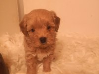 A kalite maltipoo yavrularımız