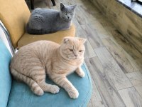 Saf Irk Scottish Fold
