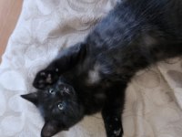 Minik British Shorthair Bebek Ailesini Arıyor