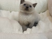 British blue point ve british blue yavrular