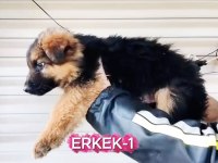 SAFKAN TESLİME HAZIR ALMAN KURDU