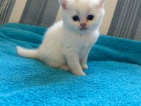 British shorthair erkek yavru çok akıllı