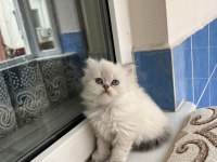 Ev ortamında yetiştirilmiş safkan british bebekler