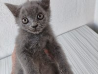 Mardin British Shorthair Ve Scottish Fold