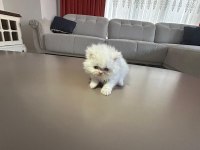 İran kedisi yavrularım