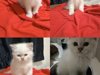 British Kediler Pamuk Şekerlerim