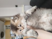 Minik Ayıcık Kedimiz