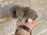 Hollanda Blue Teddy Lop Tavşanı
