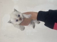 Ayı kafa scottish fold yavrular
