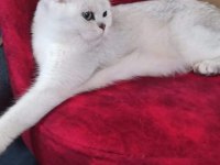 Safkan şecereli british shorthair