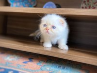 A KALİTE SCOTTİSH FOLD ERKEK