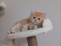 Golden british longhair 55 günlük