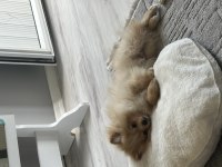 Pomeranian köpeğimiz Boykamıza güzel bir yuva