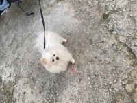DİŞİ POMERANİAN KAR BEYAZI