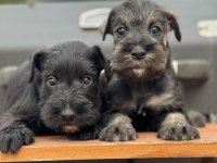 FCI Pedigreeli Miniature Schnauzer Yavruları