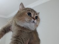 4 yaşında british shorthair dişi