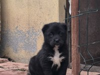 MUHTEŞEM RENK ALABAİ CAO YAVRULARI