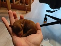Toy mini Poodle bebeklerimiz