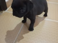 Eğlenceli bebek pug