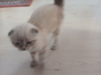 Scottish fold sıfır kulak arayan pişman olmaz uygun
