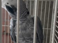 Konuşan jako papağanı