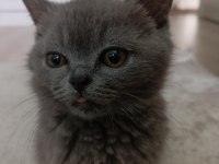 British shorthair 3 aylık yavru