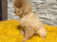 Antalya pomeranian boo
