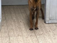 KÖPEKLER ÇOK ACİL SAHİPLENDİRİLMESİ GEREKİYOR