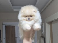 ÜST KALİTE TEACUP POMERANİAN ORİJİNAL IRK MİNİK PRENSES