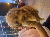 Güzel poodle bebek yeni yuvasını arıyor