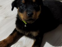 Safkan Yavru Rottweiler Acil