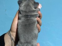 French bulldog yavrularımız ırk garantilidir
