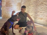 Acil satılık cane corso köpekler