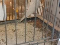 Uyguna renk güzeli takımlar yerinde gelip görebilirsiniz kuş