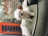 Kar Beyaz Maltese Terrier Yavrularımız @petclubadanaa