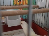 Dişi Tatlı Muhabbet Kuşu Kafesle